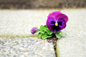 Purple Flower Growing in Crack of Cement