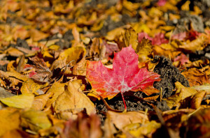 Autumn Background by George Hodan