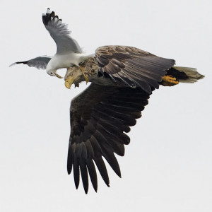 ... ) being attacked by a Common Gull (Larus canus) in flight, Norway