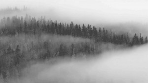 black and white, fog, foggy, forest