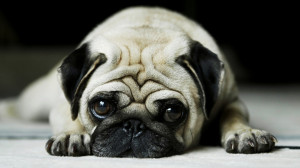 ... pug dog just download all new hd wallpapers of pug dog and have a fun