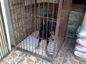 Small Cage, Rottweiler w/ cage