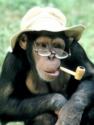 monos con sombrero, gafas y pipas