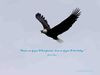 Wallpaper Quotes~~~~~ 115 - Bald Eagle Flying 2656 views Dream as if ...
