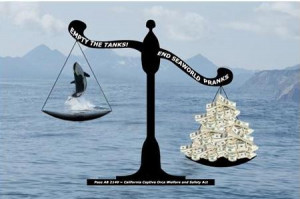 What’s with all those protests at SeaWorld?