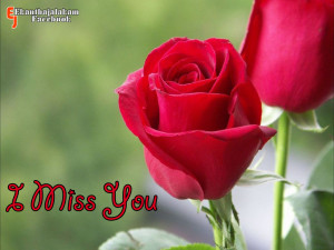 Miss You in Cute Rose Flower New Images 2013