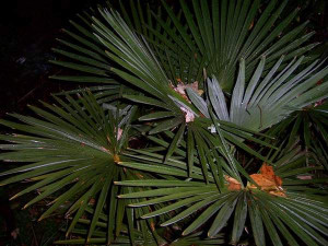 Growing palm trees and other (sub)tropical plants up north ...