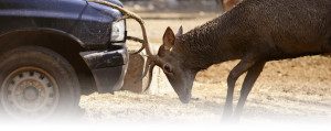 Will Auto Insurance Increase Hit Deer
