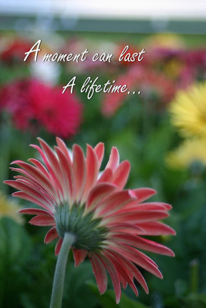 ... › Portfolio › Pink Gerbera daisy with inspirational quote