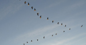 Canada geese flying in a V-formation. Credit: Ted ( bobosh_t )