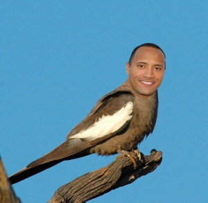 wwe rock funny quotes