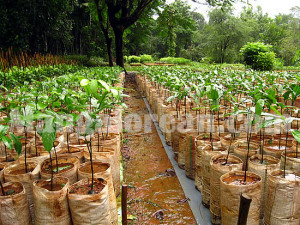 Mangalore Nurseries can grow sandalwood