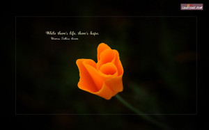 Wallpapers Lovesove Never Fall Love Always Rise