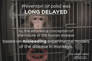 Reasons Why Animal Testing Doesn’t Help Humans