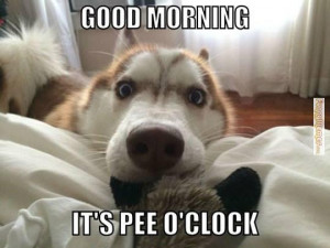 Dog memes – Good morning. It’s pee O’Clock