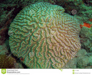 Coral Reef Adventure Marine. Funny Quotes About Marines. View Original ...