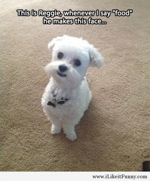cute dog call food face