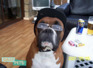 Funny Boxer dogs pictures