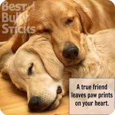 Dog-spirational Quotes & Info for Dog Lovers