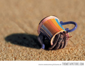 Funny photos funny crab teapot shell