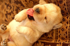 Puppy :) - dogs Photo