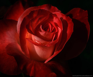Red Rose Petals Wallpaperr