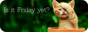 Friday Cat Facebook Cover