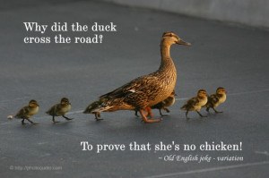 ... road? To prove that she's no chicken. ~ Old English joke - variation