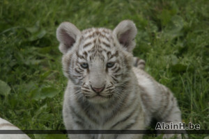 White Siberian Tiger Cub