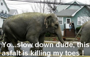 ... funny elephant category funny pictures funny animal funny elephant