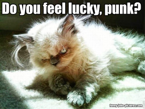 Funny Grumpy Cat Joke Picture