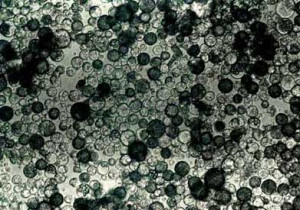 Potato Cells Under Microscope