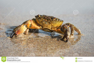 Stock Photography Sad Crab