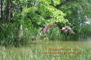 timothy 6:6 – Contentment Papel de Parede Imagem