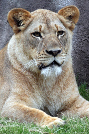 ... -zoo-clueless-why-a-lion-killed-a-lioness-in-an-unprovoked-attack.jpg