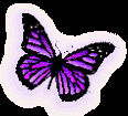 Pink and Purple Butterfly Real