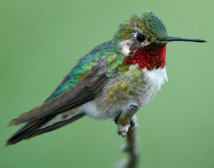 Interesting Hummingbird Facts – Hummingbird Migration, Where Do They ...
