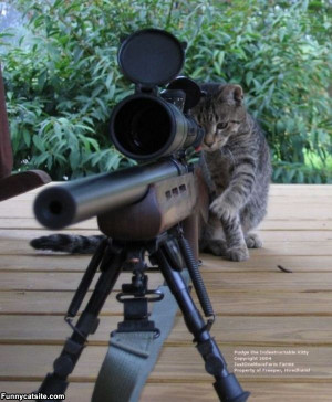 Sniper_Cat