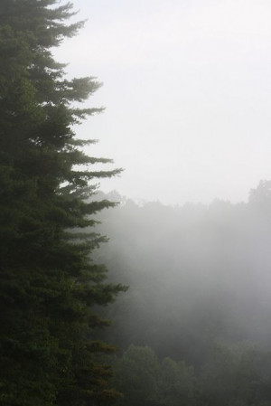 Morning Mist | Flickr - Photo Sharing!