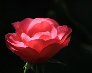 Lovely Red Rose With Soft Petals Wallpaper