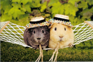 Funny Guinea Pig picture for widescreen