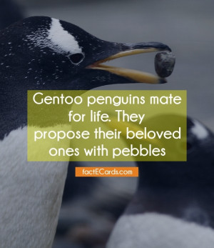 ... penguins mate for life. They propose their beloved ones with pebbles
