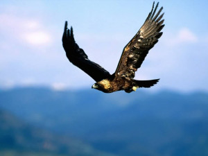 Golden_Eagle-Soaring_High