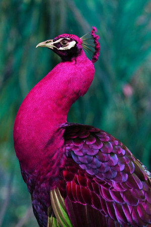 Plush Pink Peacock.
