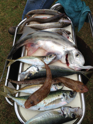 John Whiting Pictures