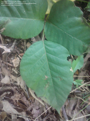 picture (CLOSED: Is this Poison Oak or Ivy- or not poison