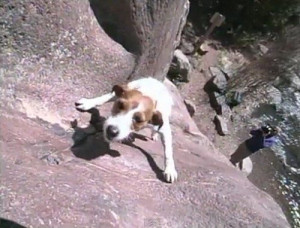... funny, video, rock climbing, AWESOME: Meet Biscuit, the rock climbing