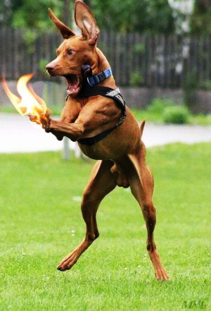 Funny Burning Dog