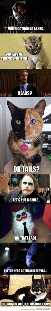 Cats finish famous quotes… lol joker cat