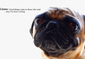 The Waiting Pug